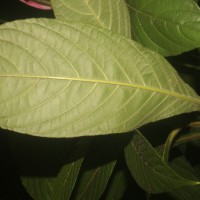 Aphelandra sinclairiana Nees